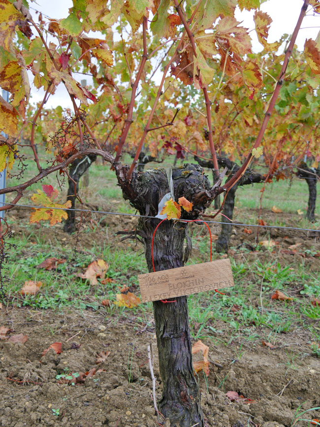 Виноградник на урожай